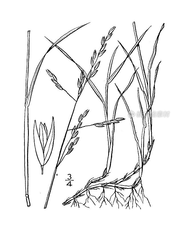 古植物学植物插图:杜pontia Fisher, Fisher的杜pontia
